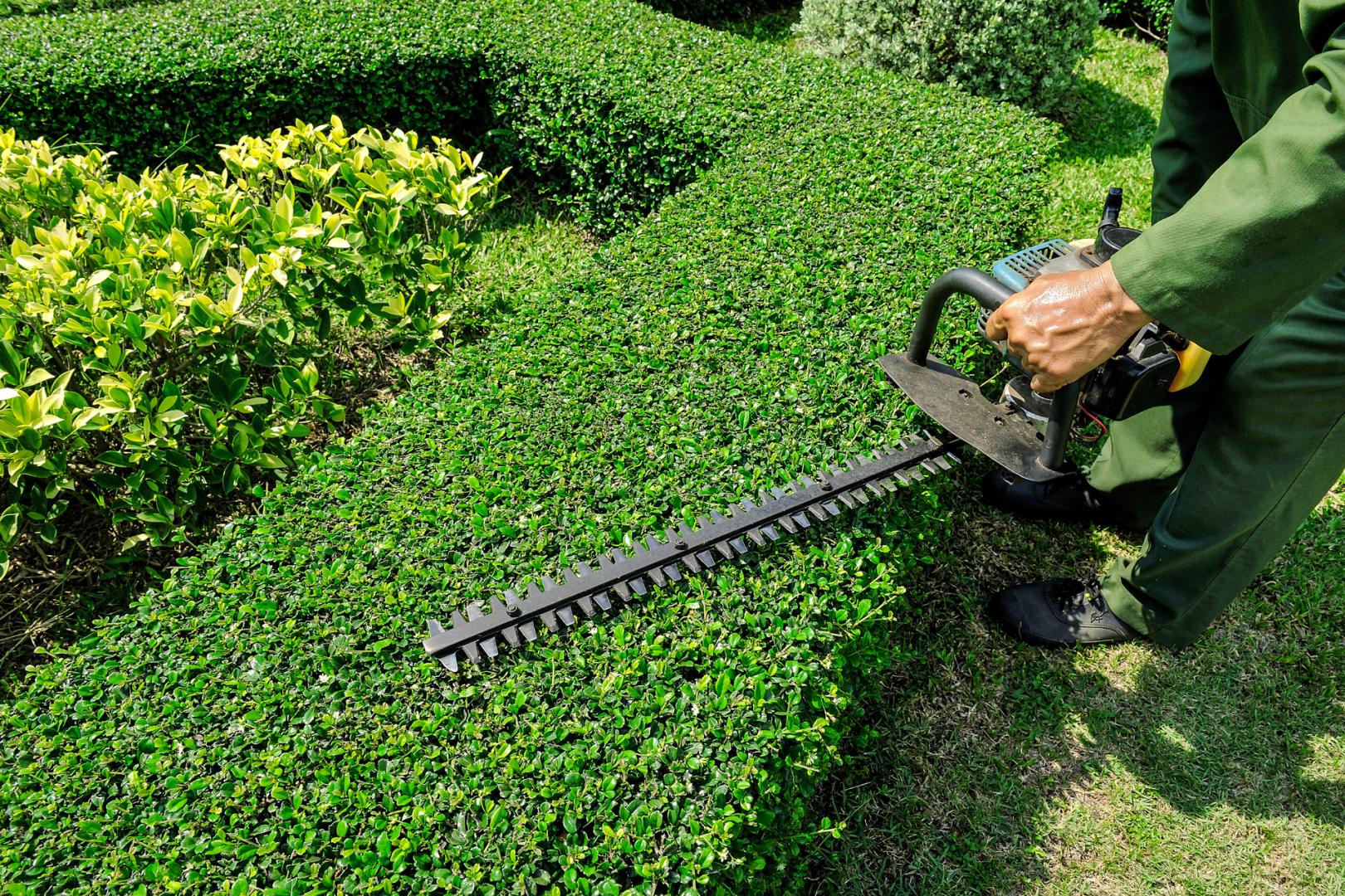 Hedge Trimming Services