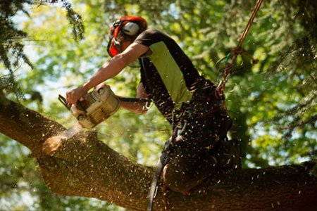 best tree removal service near me