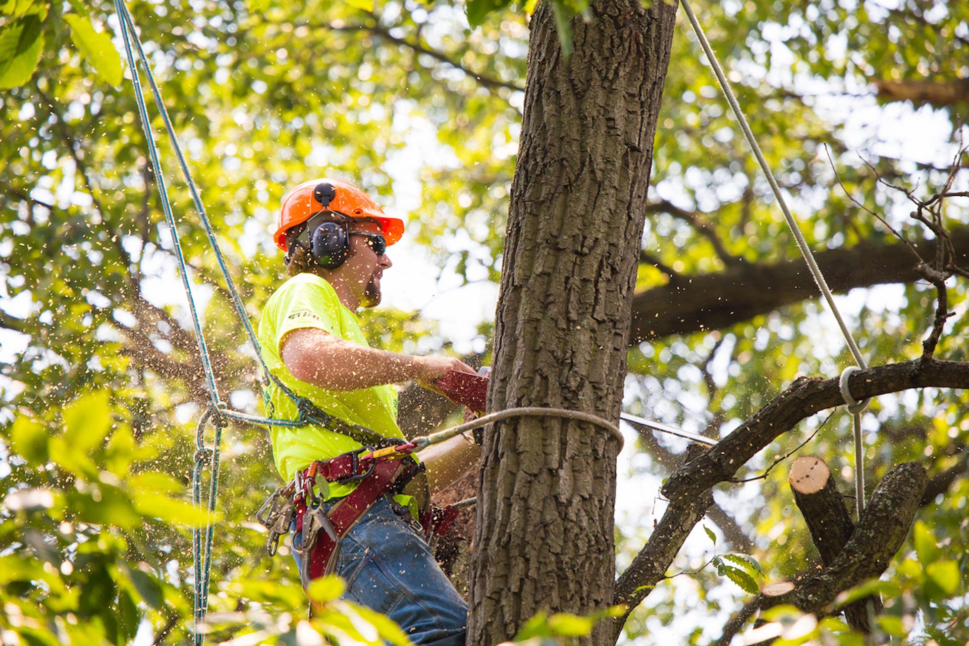 cheap Tree Trimming Services near me